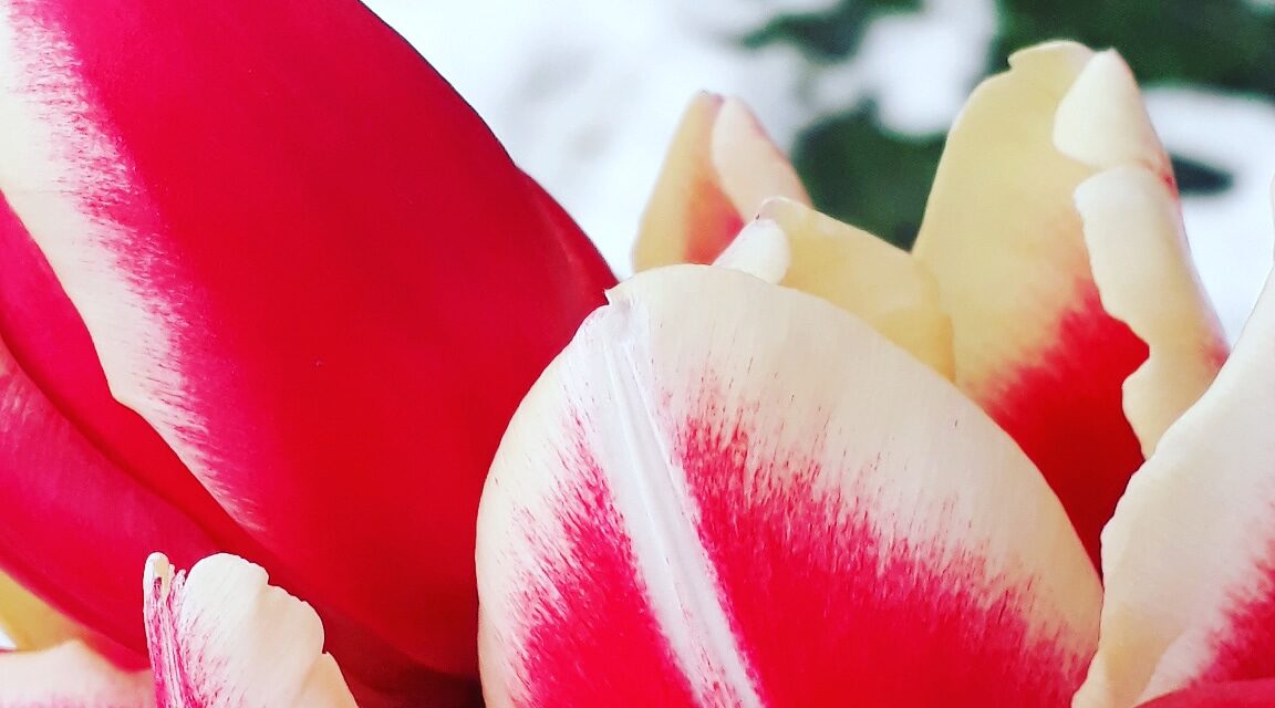 Îmi placi, nu crezi?