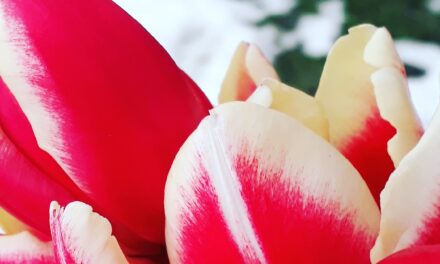 Îmi placi, nu crezi?