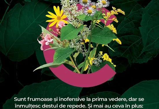 Fundația Conservation Carpathia vă invită la o expoziție despre plantele străine invazive la Grădina Botanică „Dimitrie Brândză” din București