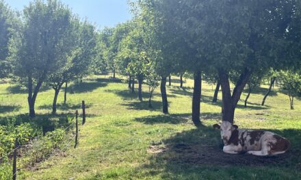 „Portret gastronomic local” ajunge în Trestia, Hunedoara. „Ca la mama acasă”: un episod despre rânduială, ingrediente curate și bucuria de a primi oaspeți