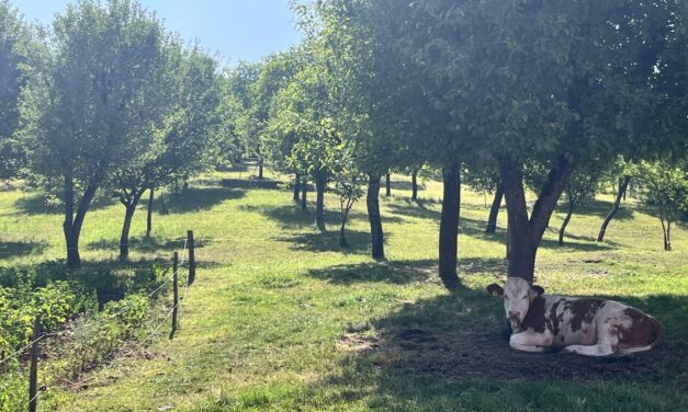 „Portret gastronomic local” ajunge în Trestia, Hunedoara. „Ca la mama acasă”: un episod despre rânduială, ingrediente curate și bucuria de a primi oaspeți