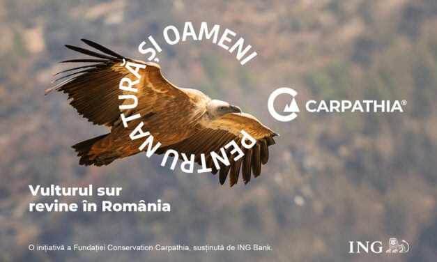 Vulturii se întorc în Munții Făgăraș: Fundația Conservation Carpathia, ING și comunitățile din Argeș pregătesc reintroducerea vulturului sur în România