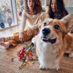 Un nou studiu realizat de Grupul LEGO®, lansat cu ocazia Valentine’s Day, arată că florile rămân cadoul cu risc minim și impact maxim