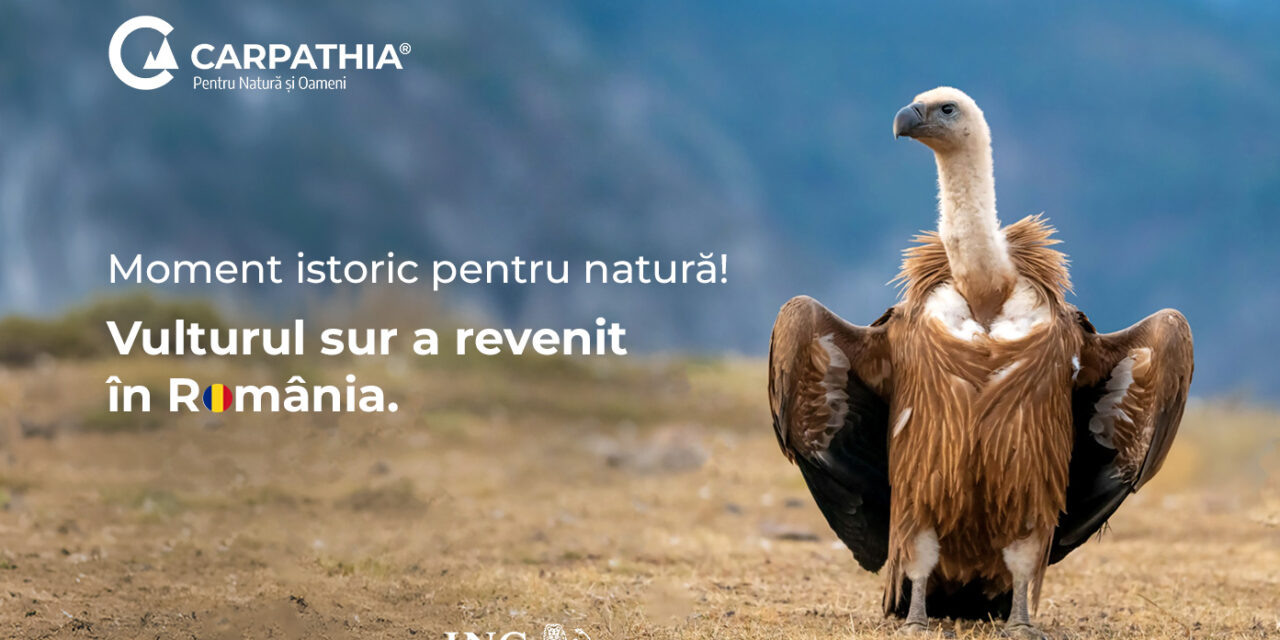 Vulturii suri revin în România după mai bine de 70 de ani: primele 25 de exemplare au ajuns în Masivul Făgăraș