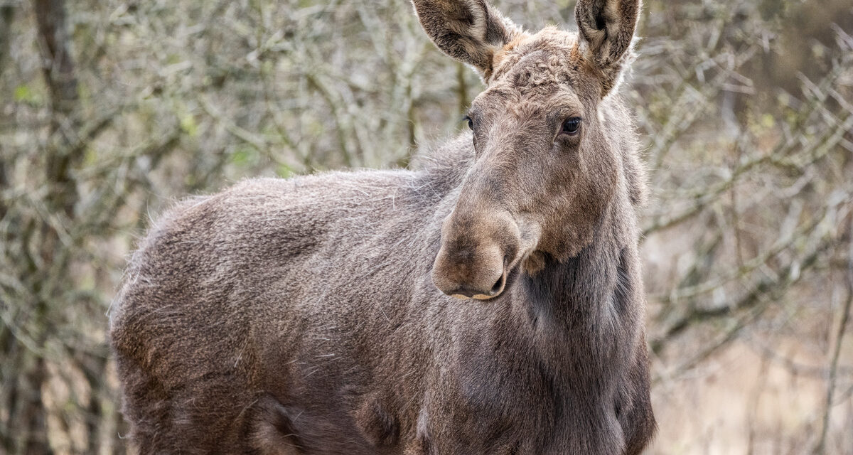 Un moment istoric pentru biodiversitatea României: Elanul revine în Parcul Natural Vânători Neamț