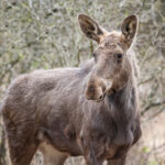 Un moment istoric pentru biodiversitatea României: Elanul revine în Parcul Natural Vânători Neamț