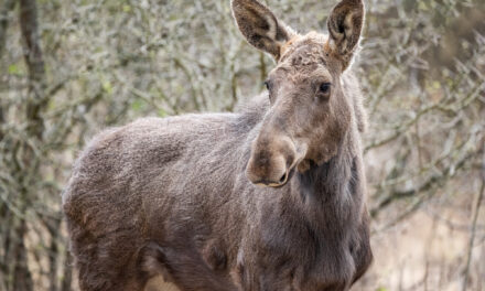 Un moment istoric pentru biodiversitatea României: Elanul revine în Parcul Natural Vânători Neamț