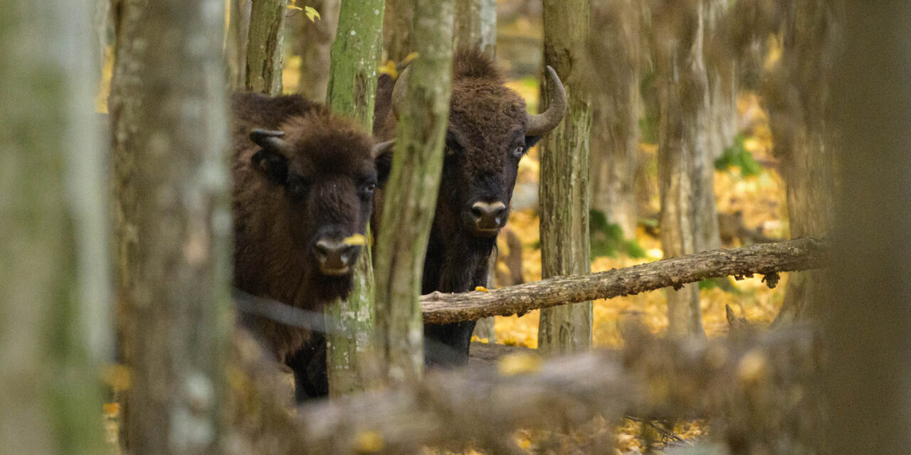 Coloana sonoră a naturii românești: piesa „Zimbru” se lansează la radio de Ziua Pământului