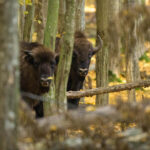 Coloana sonoră a naturii românești: piesa „Zimbru” se lansează la radio de Ziua Pământului