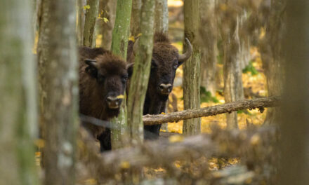Coloana sonoră a naturii românești: piesa „Zimbru” se lansează la radio de Ziua Pământului