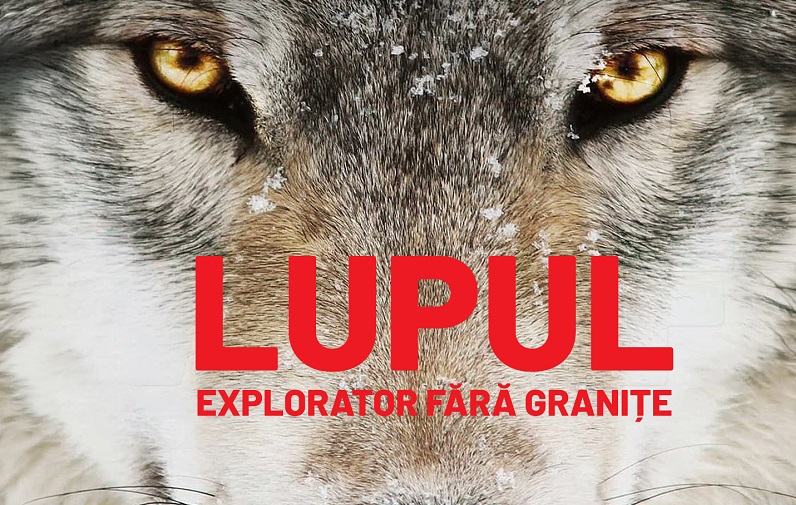 „Wolf”, documentarul multipremiat despre revenirea lupului în Europa, ajunge la Făgăraș Fest 2026