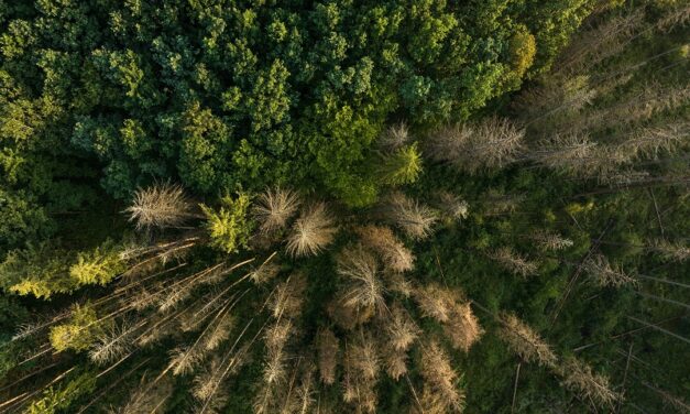 De Ziua Mediului, Parcul Natural Vânători Neamț arată cum poate funcționa echilibrul dintre protecția naturii, managementul forestier și comunitate