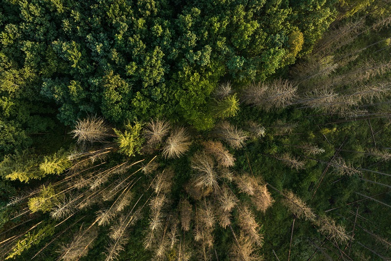 De Ziua Mediului, Parcul Natural Vânători Neamț arată cum poate funcționa echilibrul dintre protecția naturii, managementul forestier și comunitate