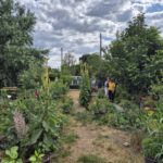 O cercetare despre grădini, comunități și lumea vie, începută în România, ajunge la MODEM în Debrecen