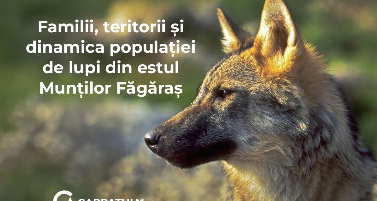 Monitorizarea genetică a lupilor din Carpații Meridionali oferă noi date despre familii, teritorii și dinamica populației
