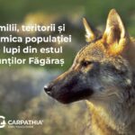 Monitorizarea genetică a lupilor din Carpații Meridionali oferă noi date despre familii, teritorii și dinamica populației