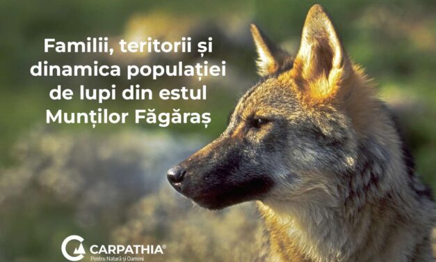 Monitorizarea genetică a lupilor din Carpații Meridionali oferă noi date despre familii, teritorii și dinamica populației